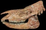 18.2" Running Rhino (Subhyracodon) Skull - South Dakota - #131361-3